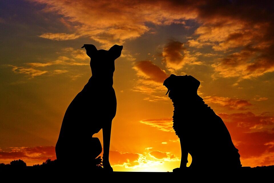 dogs-2222801_960_720